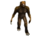 Bearwere